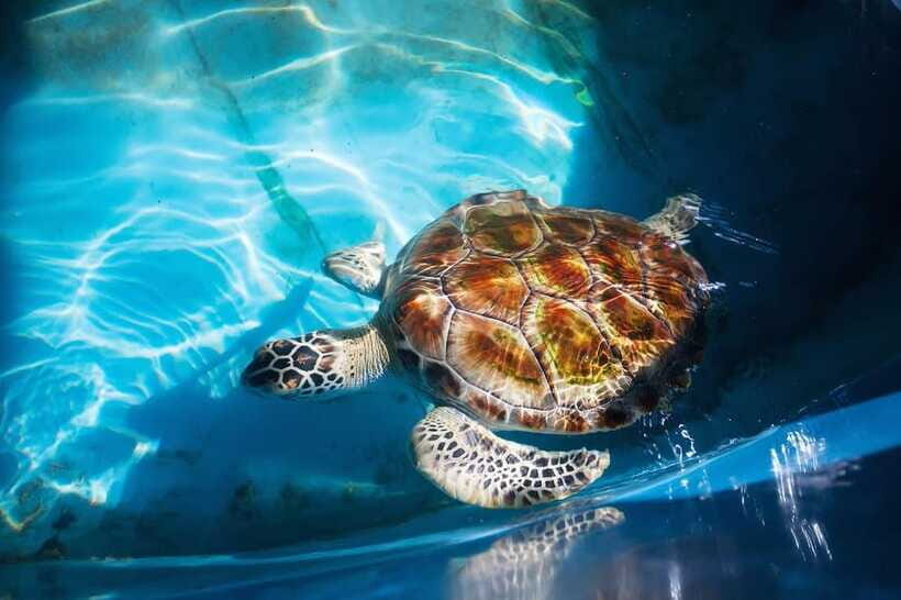 From Colombo/Negombo: Galle, Madu River, and Turtle Hatchery - Who should book this trip, and who should skip it