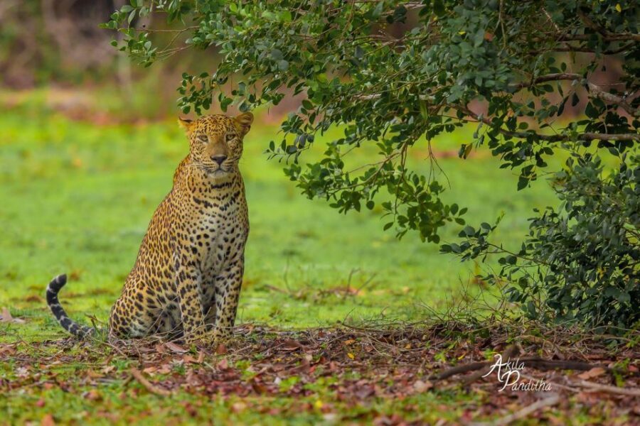 From Colombo/Negombo: Wilpattu National Park 4x4 Safari Tour - Who this Wilpattu day trip suits best