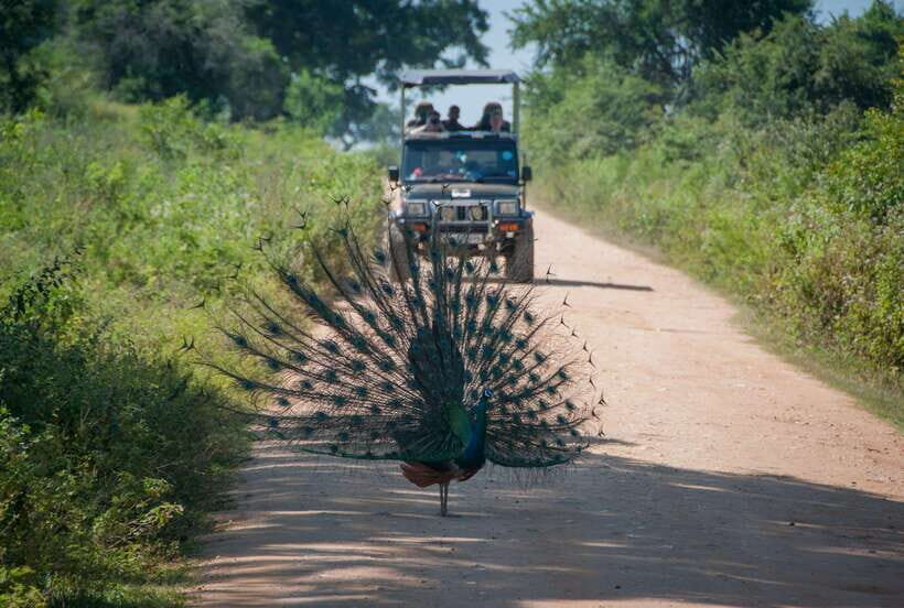 From Colombo/Negombo: Wilpattu National Park 4x4 Safari Tour - Wilpattu by 4x4 jeep: what makes this day trip work
