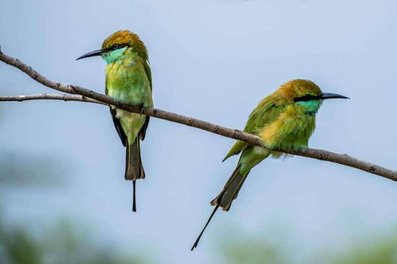 From Colombo/Negombo: Wilpattu National Park 4x4 Safari Tour - The drive north: why hours on the road can make or break sightings