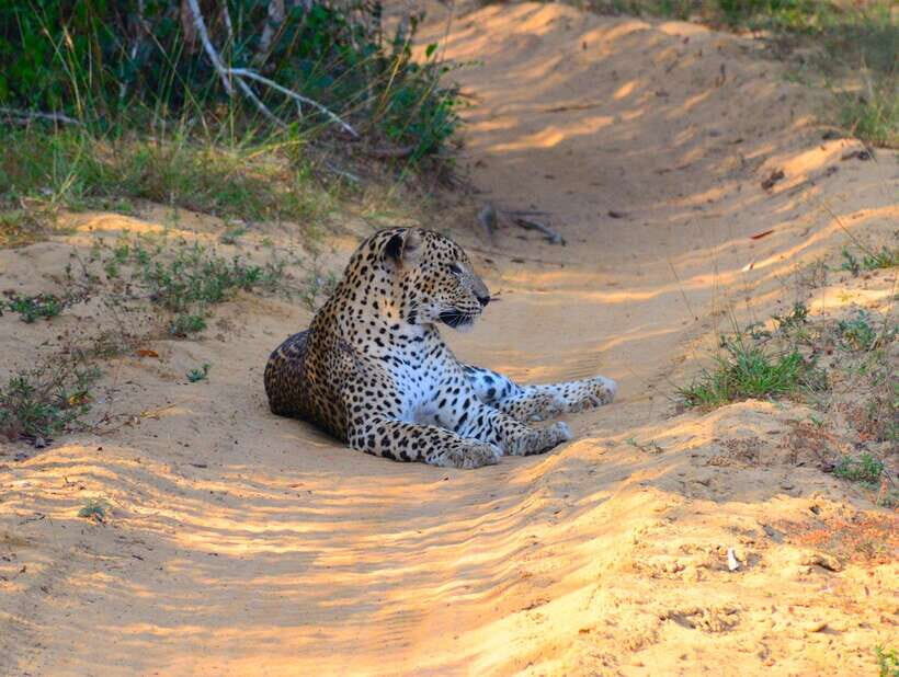 From Colombo/Negombo: Wilpattu National Park 4x4 Safari Tour - What you’re really paying for: value, entrance tickets, and possible extra charges