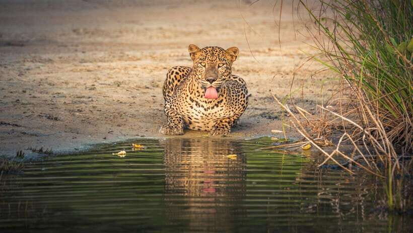 From Colombo/Negombo: Wilpattu National Park 4x4 Safari Tour - Pickup from Negombo or Colombo: start times are everything