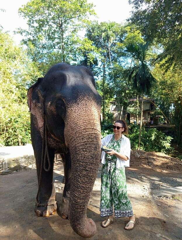 From Colombo or Negombo: Pinnawala, Kandy & Tea Factory Tour - The day’s big idea: elephants, a UNESCO temple, and tea you can taste