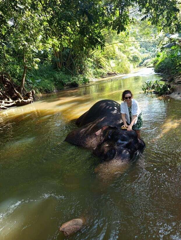 From Colombo or Negombo: Pinnawala, Kandy & Tea Factory Tour - Pinnawala Elephant Orphanage: the emotional start of the day