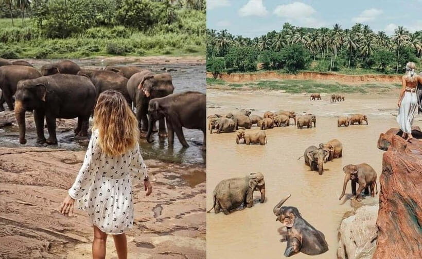 From Colombo: Pinnawala & Tea factory with Kandy Hotel Drop - Key things to know before you go