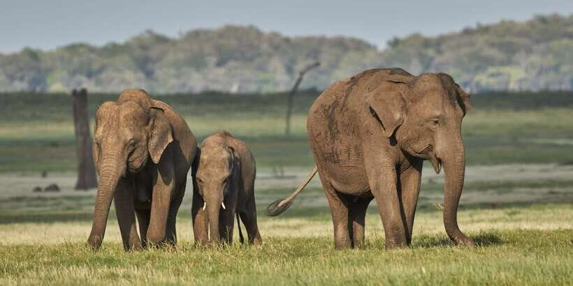 From Colombo: Private Minneriya National Park Day Safari - Key highlights you’ll care about