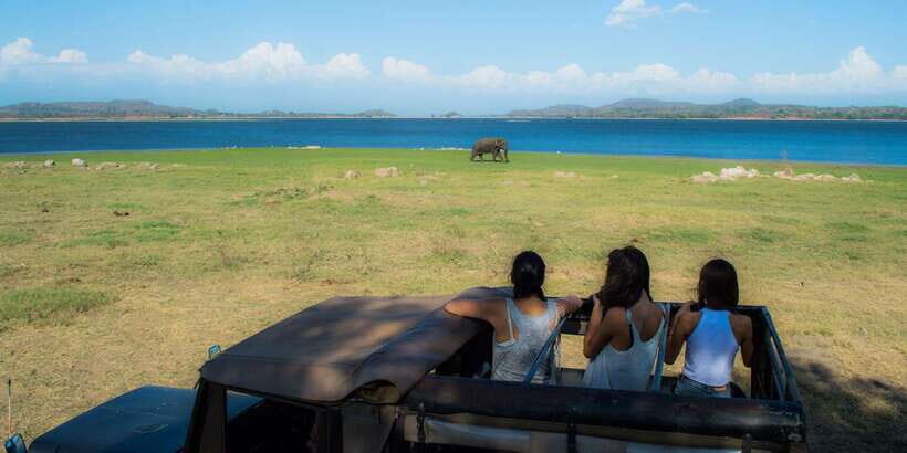 From Colombo: Private Minneriya National Park Day Safari - Who this safari suits best (and who should skip it)