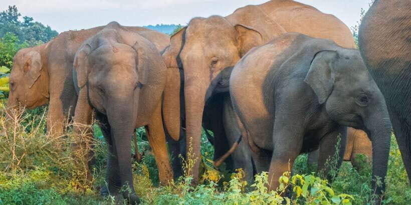 From Colombo: Private Minneriya National Park Day Safari - A private Minneriya day safari from Colombo, minus the stress