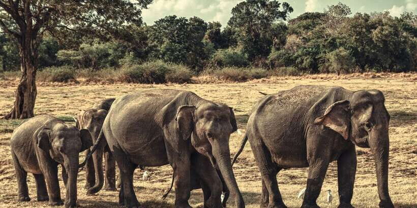 From Colombo: Private Minneriya National Park Day Safari - Inside Minneriya: how the 4x4 safari turns sightings into moments