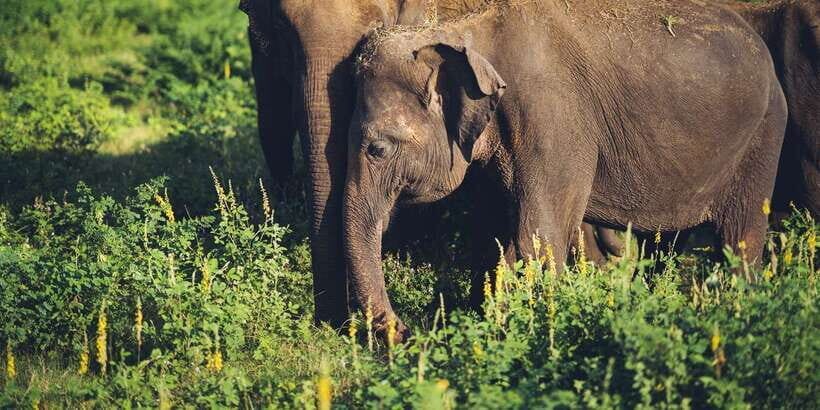 From Colombo: Private Minneriya National Park Day Safari - Wildlife spotting with a guide: what “local” actually buys you