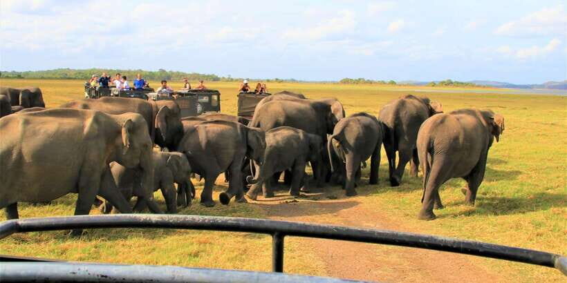 From Colombo: Private Minneriya National Park Day Safari - Lunch planning: fueling up without losing safari time