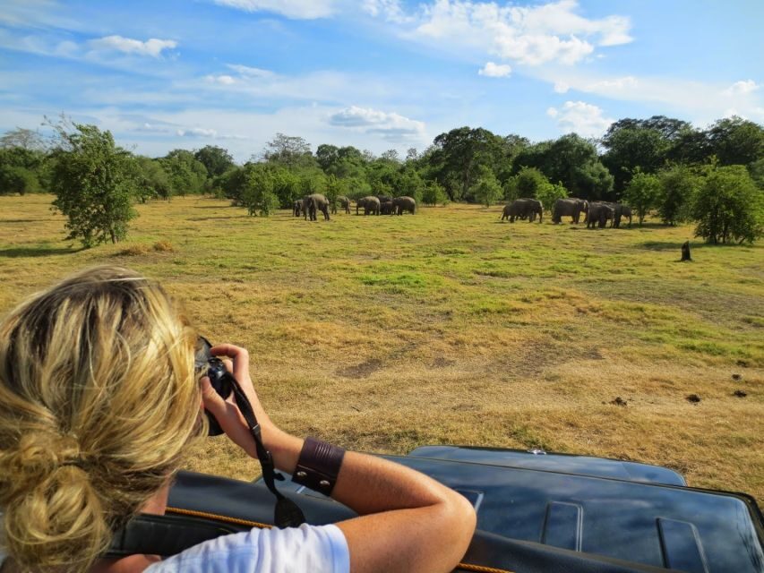 From Colombo: Private Minneriya National Park Day Safari - Price and value: what $105 buys you in the real world