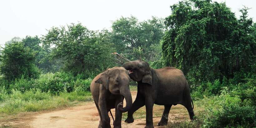 From Colombo: Private Minneriya National Park Day Safari - What to bring (and how to stay comfortable)