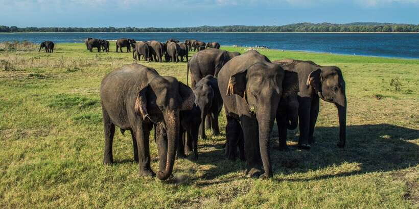 From Colombo: Private Minneriya National Park Day Safari - Health and entry requirements you should plan around