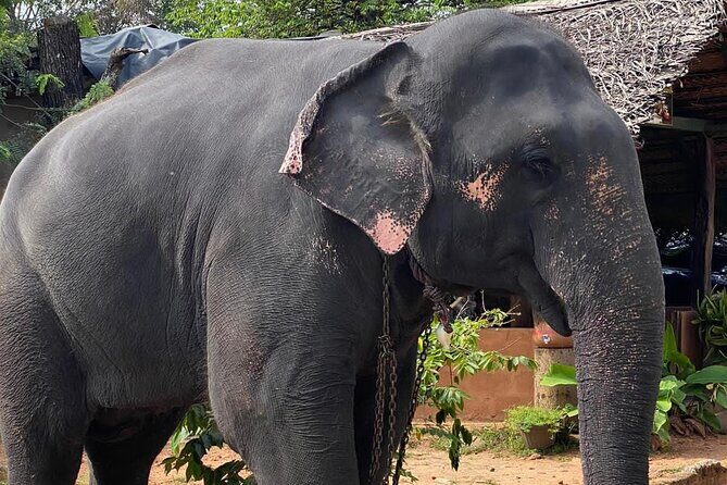 From Colombo to Sigiriya Fortress, Dambulla & Minneriya Safari - Drivers and Local Pace: When JK, Stalin, Asanka, and Buddhika Show Up