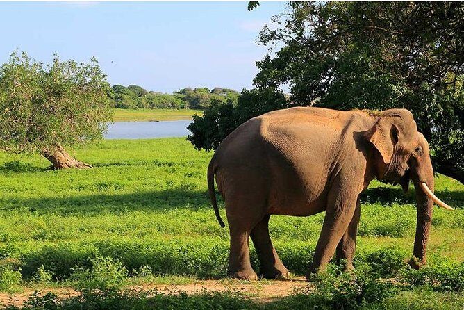 From Colombo to Sigiriya Fortress, Dambulla & Minneriya Safari - Minneriya Safari: Why the 4x4 Jeep Matters for Cost and Comfort
