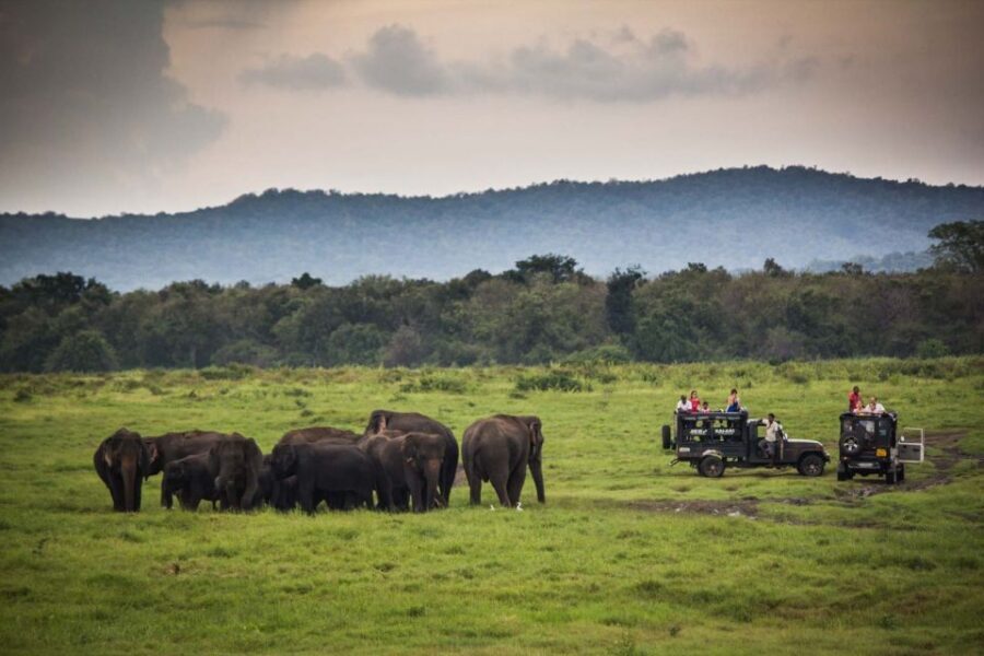 From Colombo: Udawalawa Safari & Elephant Transit Home Tour - Lunch at Udawalawe: plan for an on-site hotel meal