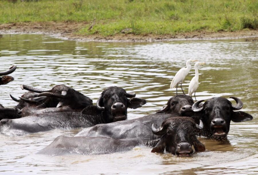 From Colombo: Yala National Park Safari with Transfer - Birds and butterflies: Yala is a nature reserve, not just a photo stop