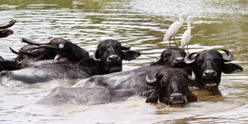 From Colombo: Yala National Park Safari with Transfer - Timing and the full 14-hour rhythm: what the day feels like