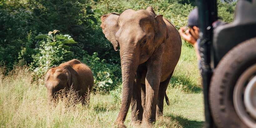 From Colombo: Yala National Park Safari with Transfer - Price and logistics: what $128 really buys you