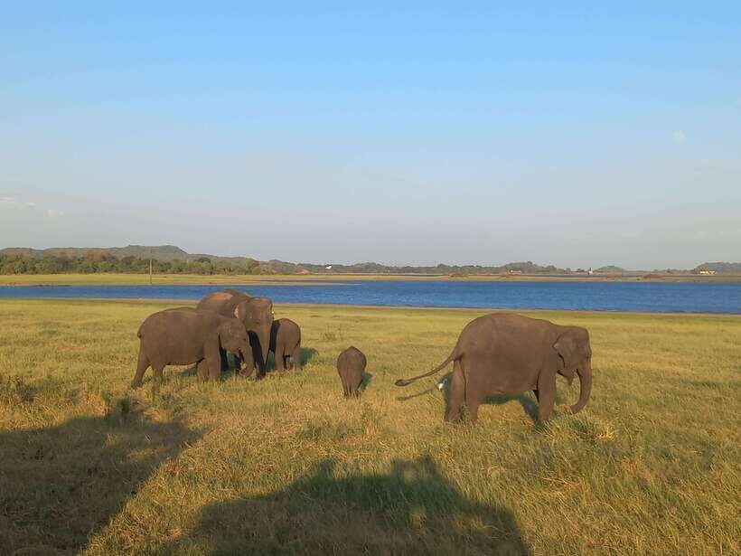 From Dambulla: Minneriya National Park wild Jeep Safari - Key highlights to watch for