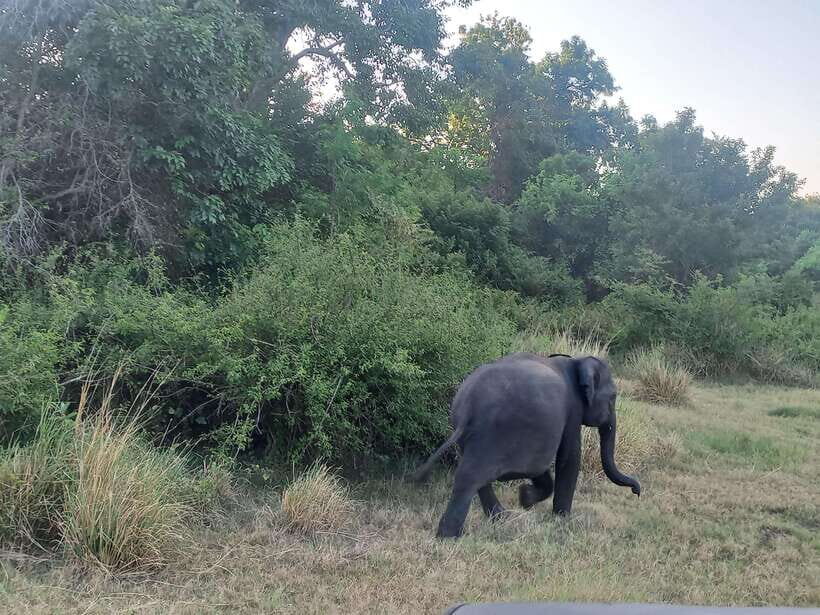 From Dambulla: Minneriya National Park wild Jeep Safari - Why Minneriya works for a first-time safari
