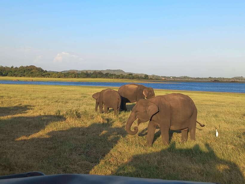From Dambulla: Minneriya National Park wild Jeep Safari - Inside the 3-hour safari drive: how you’ll actually find wildlife