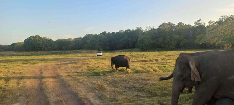 From Dambulla: Minneriya National Park wild Jeep Safari - The best part: elephants, plus the smaller animals that make the day better