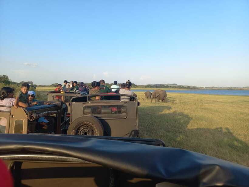 From Dambulla: Minneriya National Park wild Jeep Safari - Birds on a jeep safari: what to scan for without getting overwhelmed