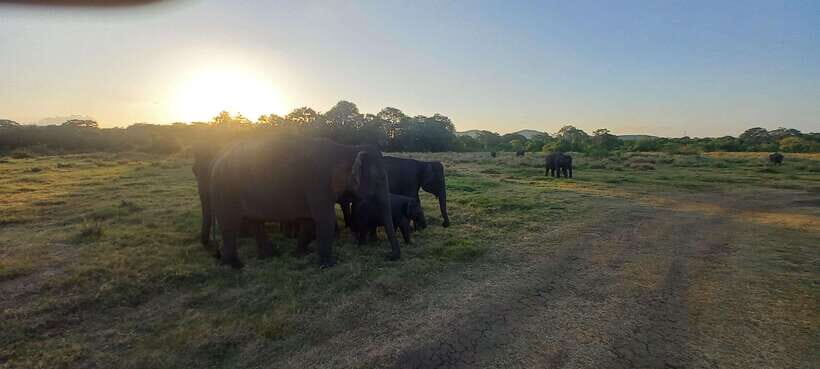 From Dambulla: Minneriya National Park wild Jeep Safari - Price and value: what $50 gets you (and what to budget for)