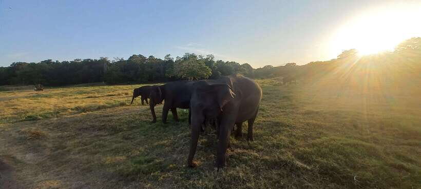 From Dambulla: Minneriya National Park wild Jeep Safari - What to pack (and what to wear) so the safari is comfortable