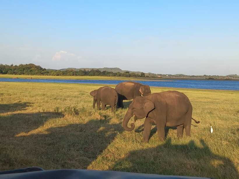 From Dambulla: Minneriya National Park wild Jeep Safari - Who this safari suits best (and who should skip it)