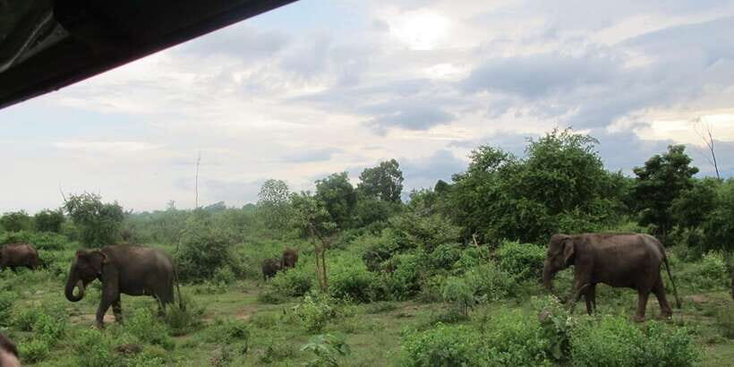 From Ella: All Inclusive Udawalawe National Park Safari - Quick Key Points Before You Go