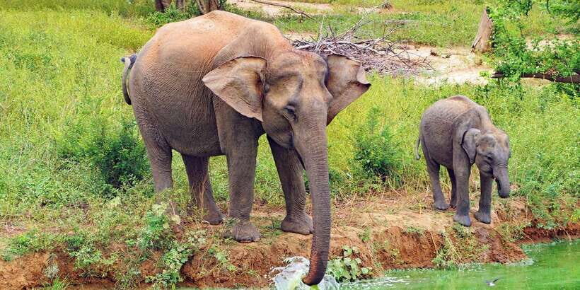 From Ella: All Inclusive Udawalawe National Park Safari - A Long Safari Day From Ella to Udawalawe