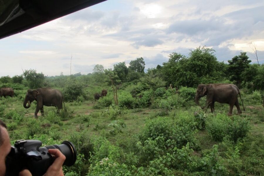 From Ella: All Inclusive Udawalawe National Park Safari - Costs and Value: Is $140 Worth It?