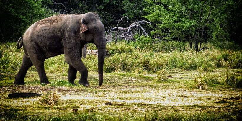 From Ella: All Inclusive Udawalawe National Park Safari - Private Jeep Safari: What You’re Really Paying For