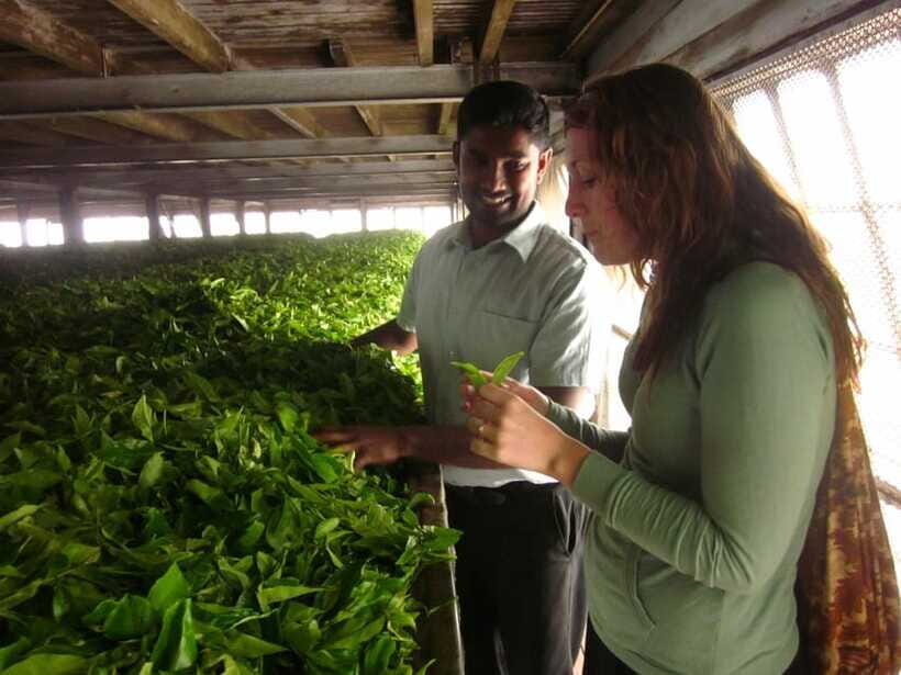 From Ella: Lipton Seat & Dambatenne Tea Factory Day Tour - What Can Make This Tour Feel Great (or Just Okay)