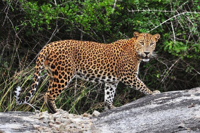 From Ella: Private Yala Safari & Transfer/Tangalle/Mirissa/Galla - Key Highlights You’ll Actually Care About