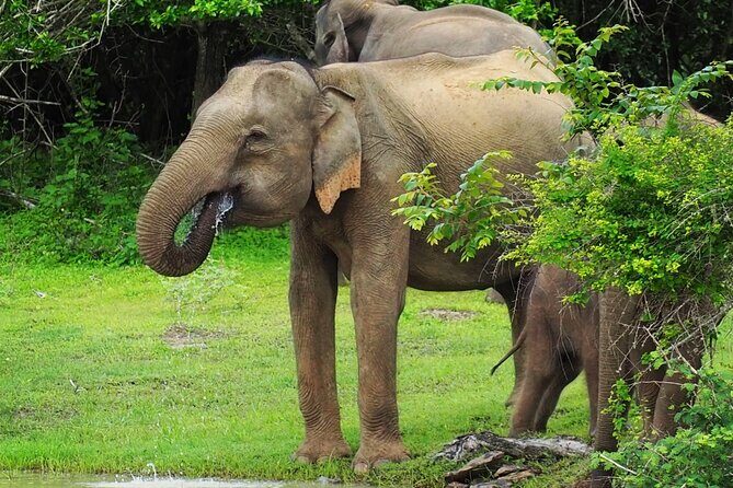 From Ella: Private Yala Safari & Transfer/Tangalle/Mirissa/Galla - Wildlife spotting isn’t guaranteed, so think about what you’re buying