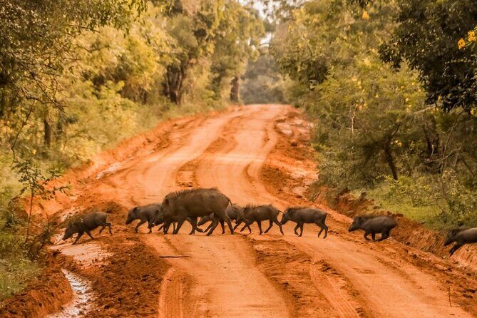 From Ella: Private Yala Safari & Transfer/Tangalle/Mirissa/Galla - Your 6 to 7 hour rhythm inside Yala