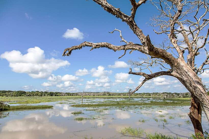From Ella: Shuttle to Tangalle/Hiriketiya with Yala Safari - Comfort on the road: air-conditioned transfers that actually help