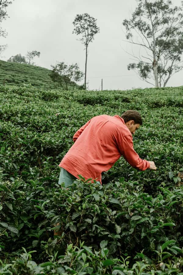 From Ella: Tea Adventure in Haputale with Village Lunch - Tea Country, Up Close: Why This Tour Works in 5 Hours