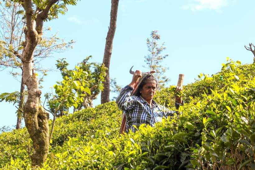 From Ella: Tea Adventure in Haputale with Village Lunch - Village Lunch in Tea Country: Local Food, Not Just a Pause