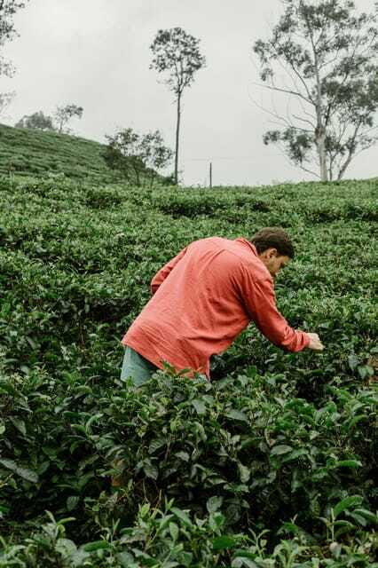 From Ella: Tea Adventure in Haputale with Village Lunch - Small Group Energy: Why the Guide Matters