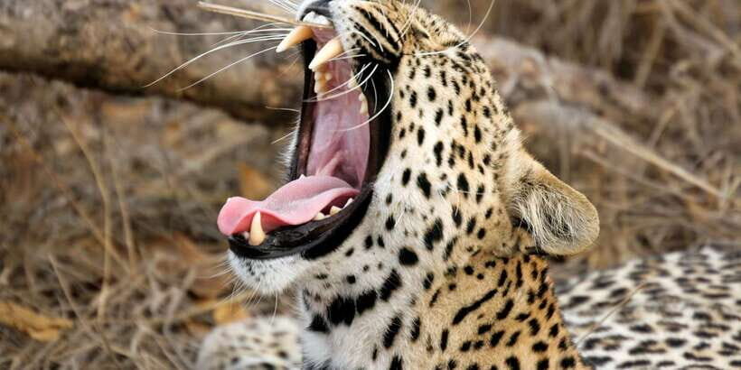 From ELLA to ARUGAM-BAY transfer with YALA Safari Tour - The 3-Hour Yala Safari Stop: What You’ll Actually Do