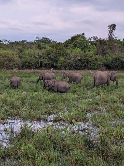 From Ella : Udawalawa Safari & Drop Tangalle/ Mirissa/ Galle - From Ella to Udawalawe: The Early Start That Pays Off