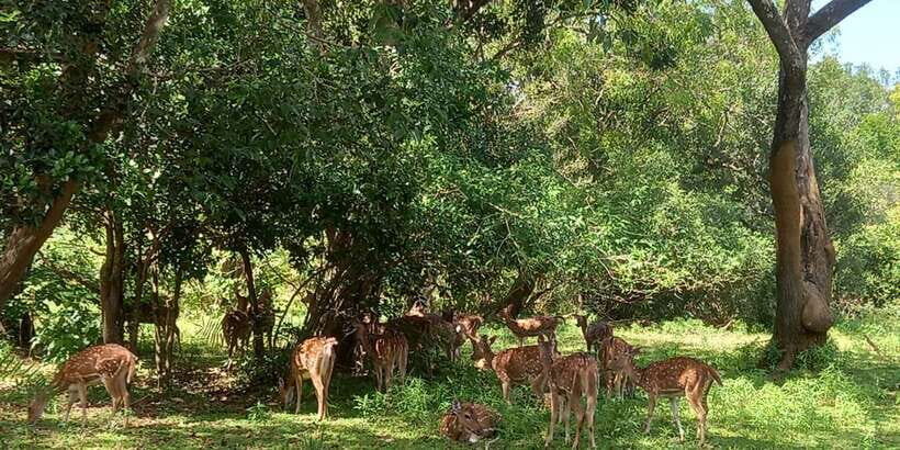 From Ella: Udawalawe National Park Safari Tour - Key highlights worth marking on your map