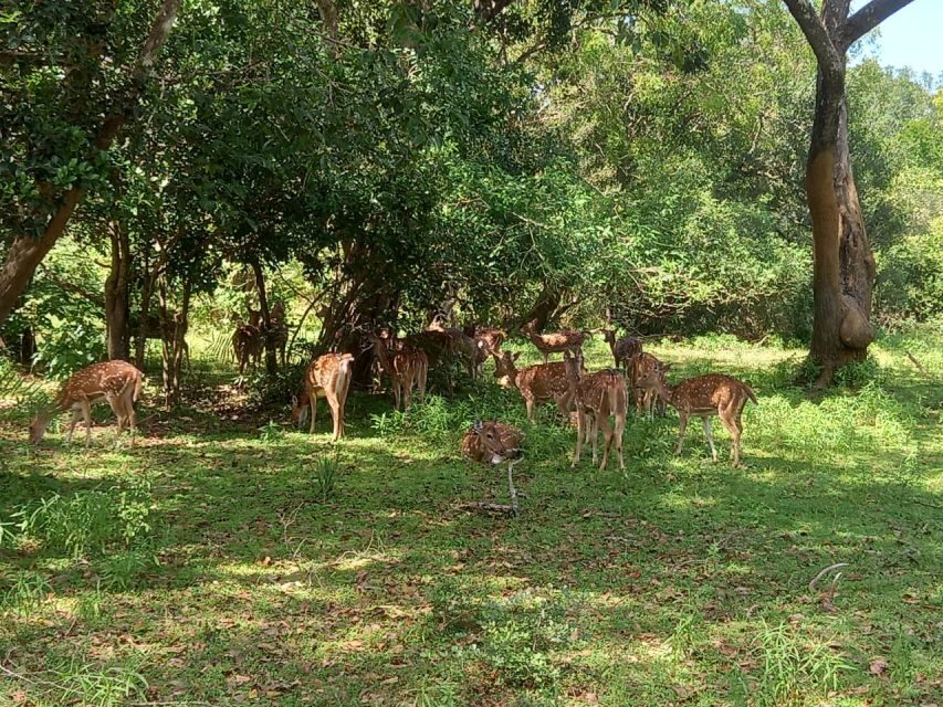 From Ella: Udawalawe National Park Safari Tour - Price and value: what $84 includes, and what costs extra