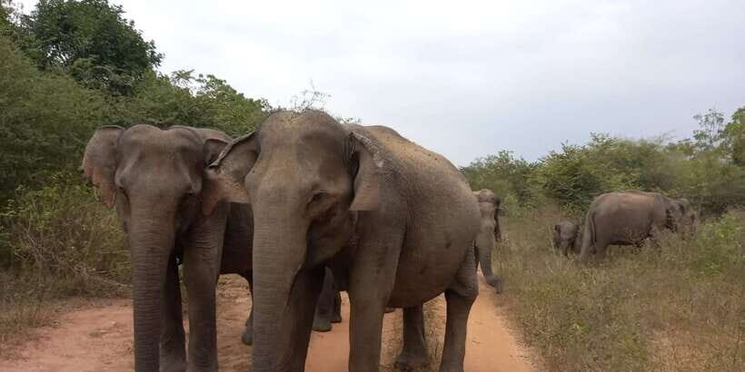 From Ella: Udawalawe National Park Safari Tour - Who this safari fits best (and who should skip it)