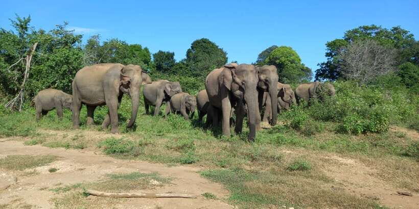 From Ella: Udawalawe National Park Safari Tour - Getting from Ella to the park: comfort before the bumps